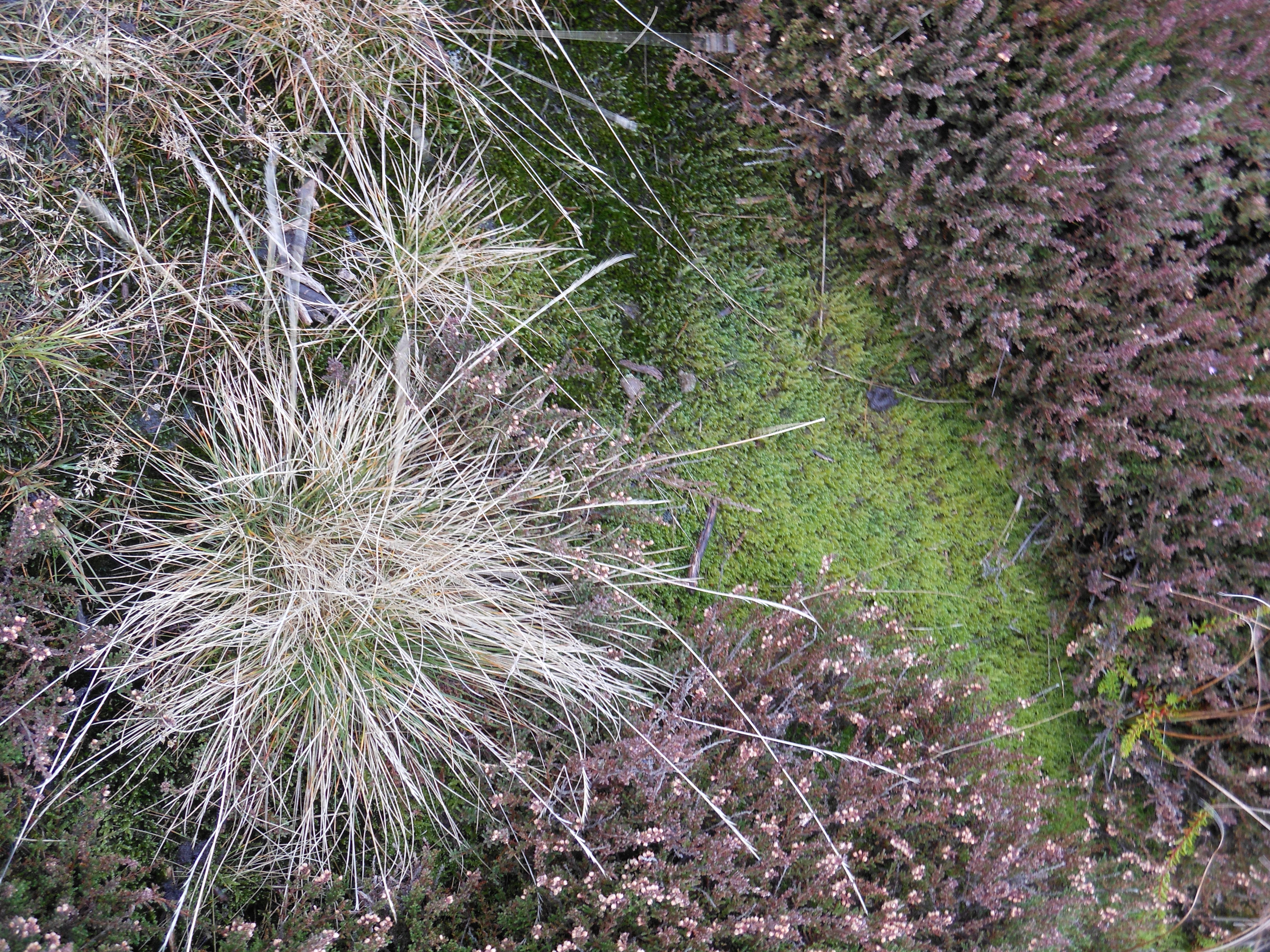 Well Dressings Bakewell